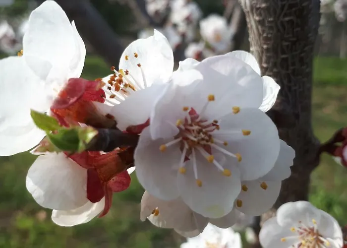 Kallimanis דירה Platanidia